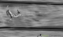 Panning impala