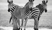 Plain Zebra