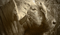 Cape buffalo