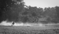dogs hunting
