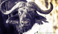 Cape Buffalo