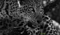 Female leopard