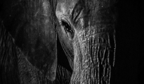 elephant Portrait