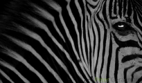 Crawshay's zebra,