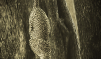 Leopard in South Luangwa