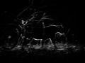 Leopard silhoutte