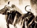 Cape Buffalo fighting