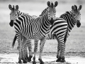 Plain Zebra