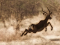Impala