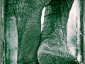 Elephant legs