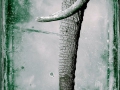 Elephant trunk