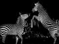 Fighting Zebra