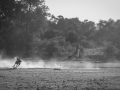 dogs hunting