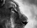 drinking lioness