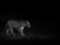leopard panning at night