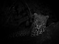 leopard during night drive