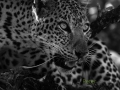 Female leopard