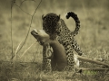 Leopard killing impala