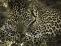 Male Leopard
