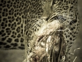 Leopard with kill