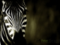 Crawshay's zebra,