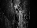 elephant Portrait
