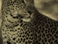 Female leopard
