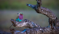 Lilac breasted roller