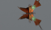 Carmine bee-eater