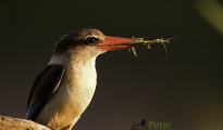 Brown-hooded Kingfisher
