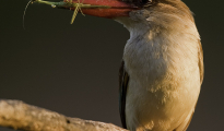 Brown hooded Kingfisher