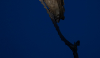 Giant eagle owl at night