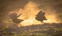 Guineafowls fighting at dawn