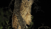 The Pel's fishing owl