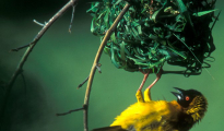 Male Masked weaver