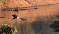 African fish eagle
