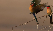 White fronted bee-eater