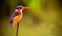 Malachite Kingfisher