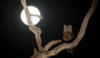 Verreaux's eagle-owl