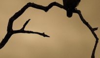 The western banded snake eagle