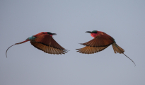 carmine bee-eaters fighting