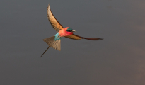 carmine in flight