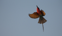 carmine- bee-eater in flight