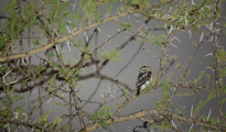 pearl spotted owl