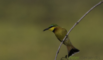 Little bee-eater
