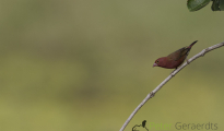 Red-billed firefinch