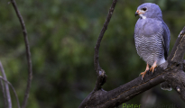 Lizard buzzard