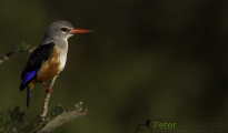 Grey headed kingfisher
