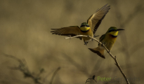 Little bee-eater