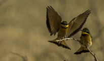 Little bee-eater